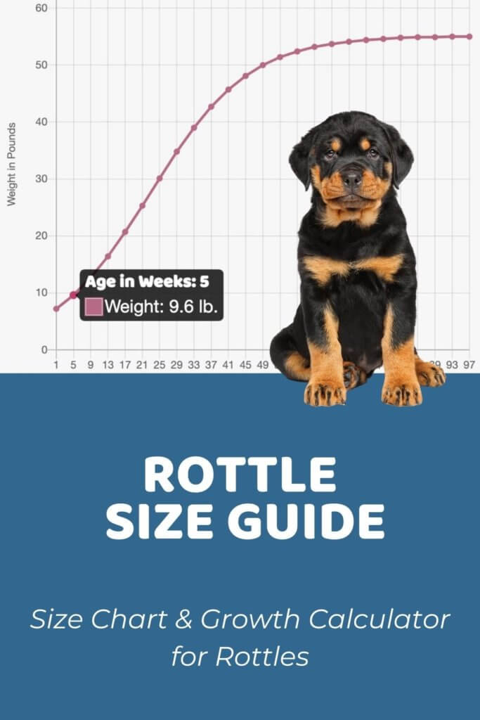 Rottle Size Chart, Growth Patterns & Growth Calculator