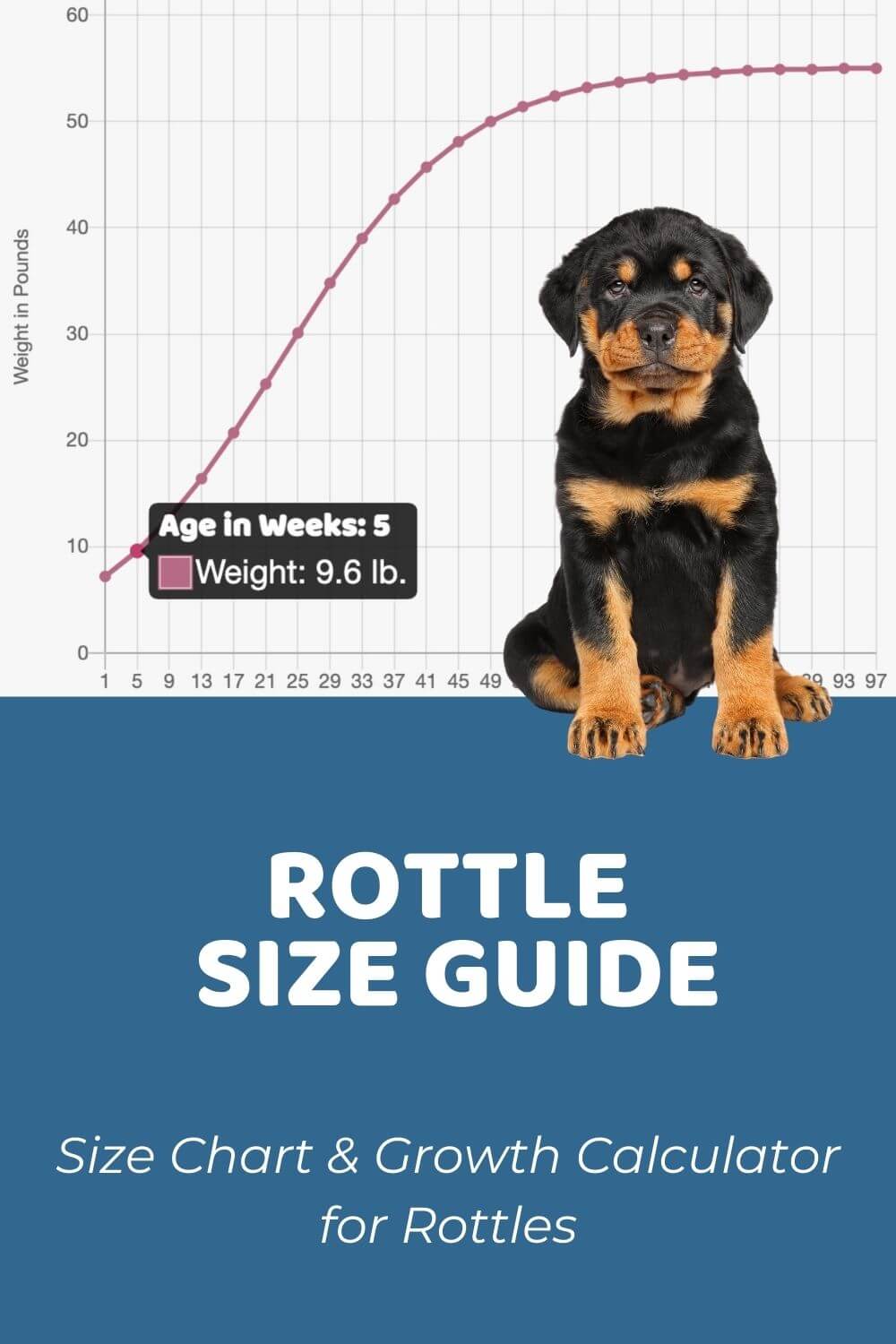 Rottle Size Chart, Growth Patterns & Growth Calculator
