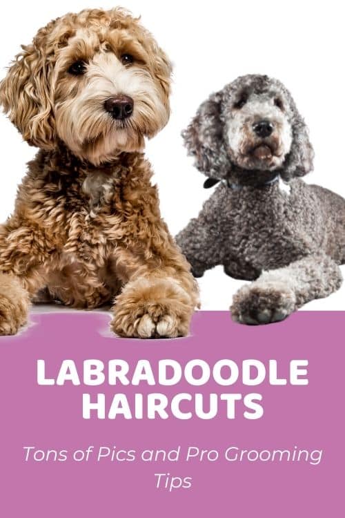 Top 5 Labradoodle Haircuts & Grooming Tips From A Groomer!