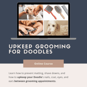 Upkeep Grooming at Home for Doodles
