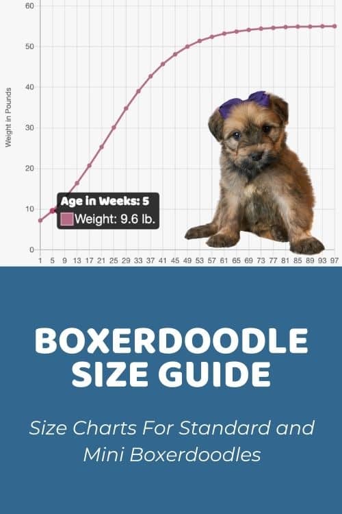 Boxerdoodle Size Chart For Standard & Mini Boxerdoodles