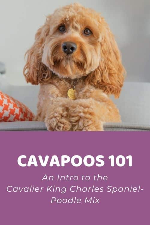 Cavapoos 101 An Intro to the Cavalier King Charles Spaniel-Poodle Mix