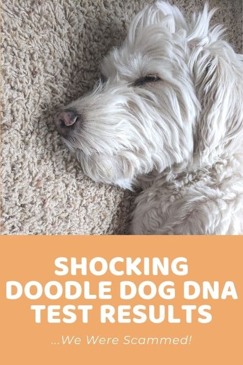 Chloe's Shocking Dog DNA Test Results from Embark AND Wisdom Panel...Scammed by a Doodle Breeder