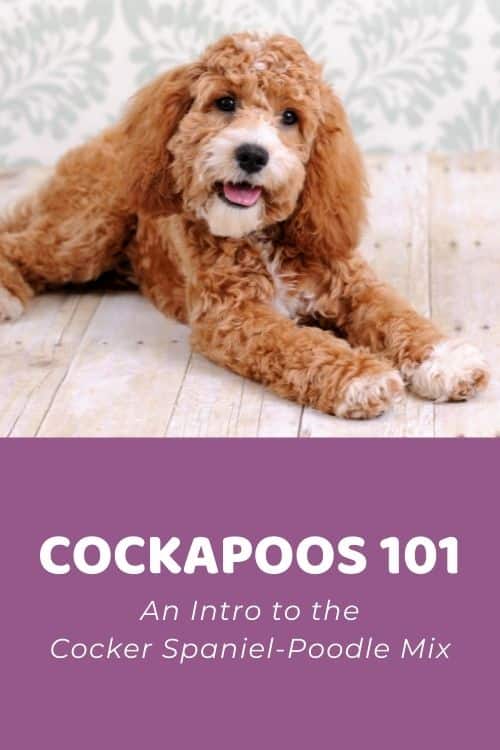 Cockapoos 101 An Intro to the Cocker Spaniel-Poodle Mix