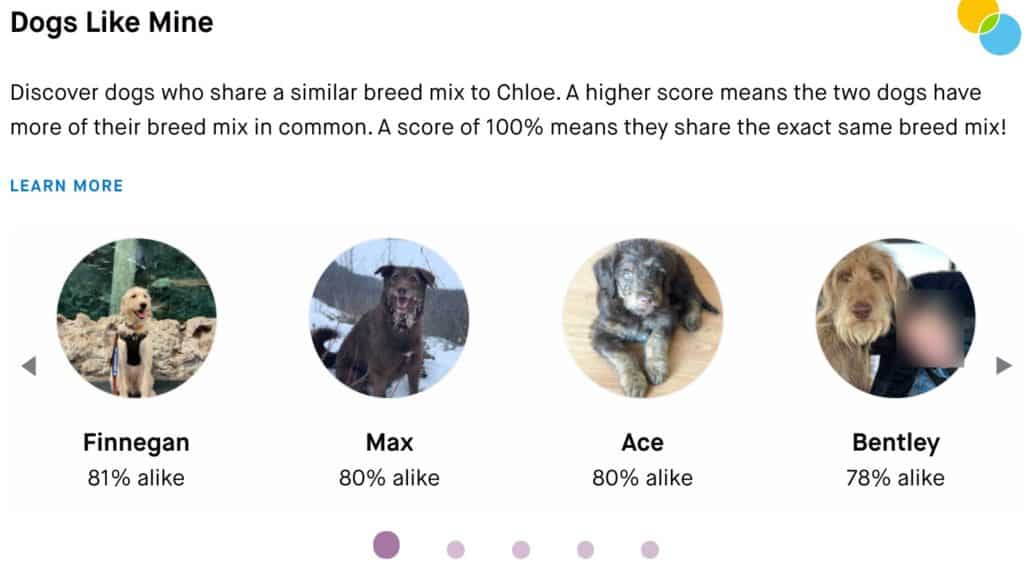 My Dog Did an Embark Breed Test and the Results Were Surprising