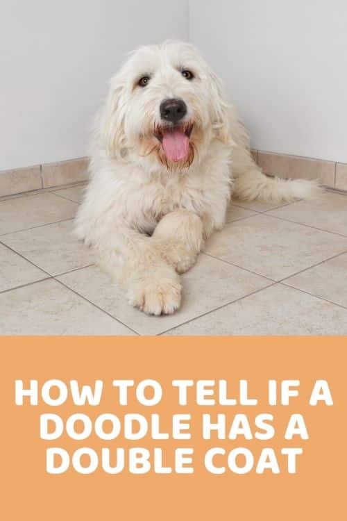 How To Tell If A Doodle Has A Double Coat