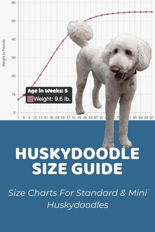 Huskydoodle Size Chart For Standard & Mini Huskydoodle