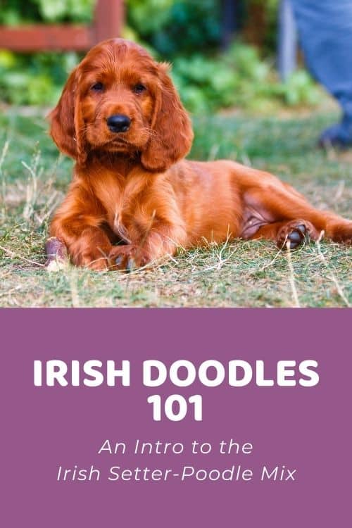 Irish Doodle 101 An Intro to the Irish Setter-Poodle Mix