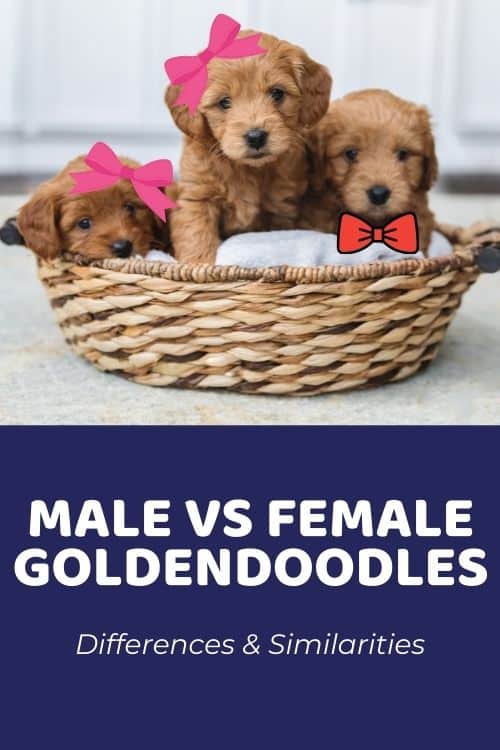 Male vs Female Goldendoodles Differences & Similarities