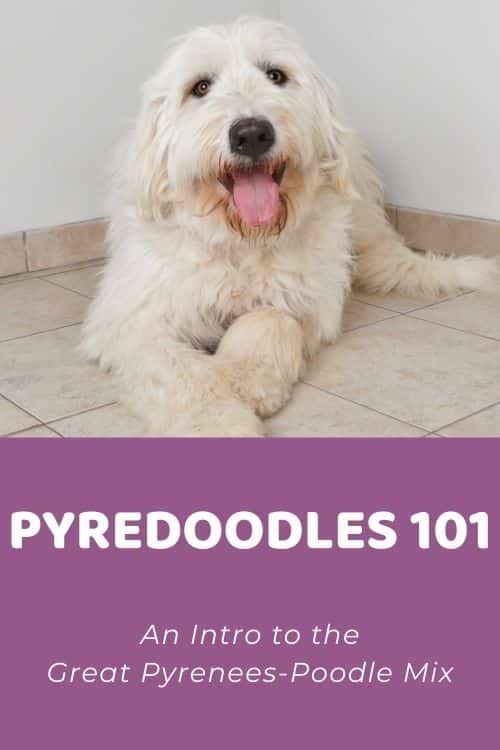 Pyredoodles 101 An Intro to the Great Pyrenees-Poodle Mix
