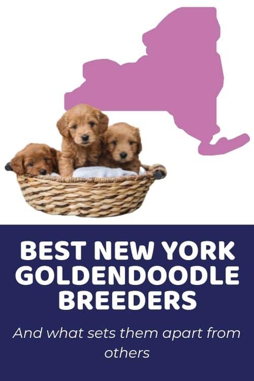 4 Best Goldendoodle Breeders in New York