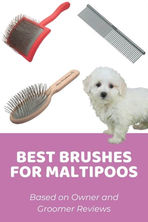 Best Brush for Maltipoo Based on Owner and Groomer Reviews