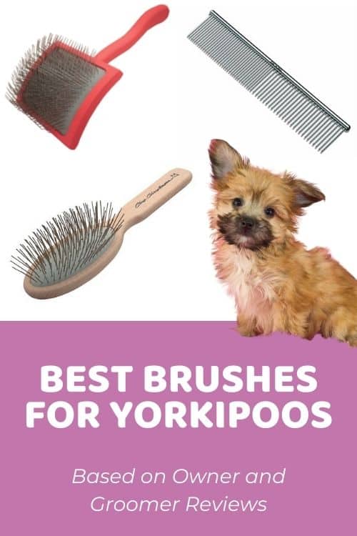Best Brush for Yorkipoo Based on Owner and Groomer Reviews