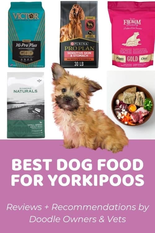 Best Food for Yorkipoo Formulas Loved By Doodle Owners Reviews + Recommendations by Doodle Owners & Vets