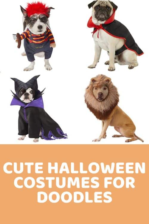 Best Halloween costumes for Goldendoodles and Doodles