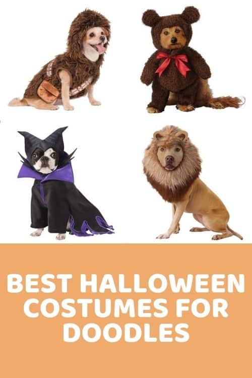 Best Halloween costumes for Goldendoodles