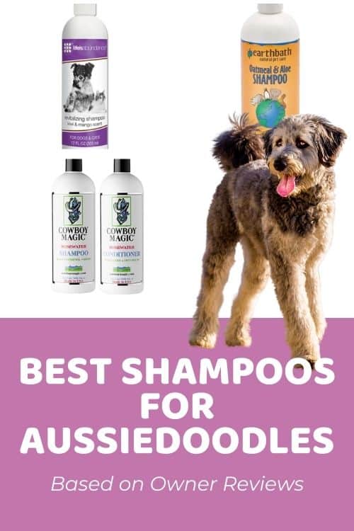 Best Shampoo for Aussiedoodle Based on Owner Reviews