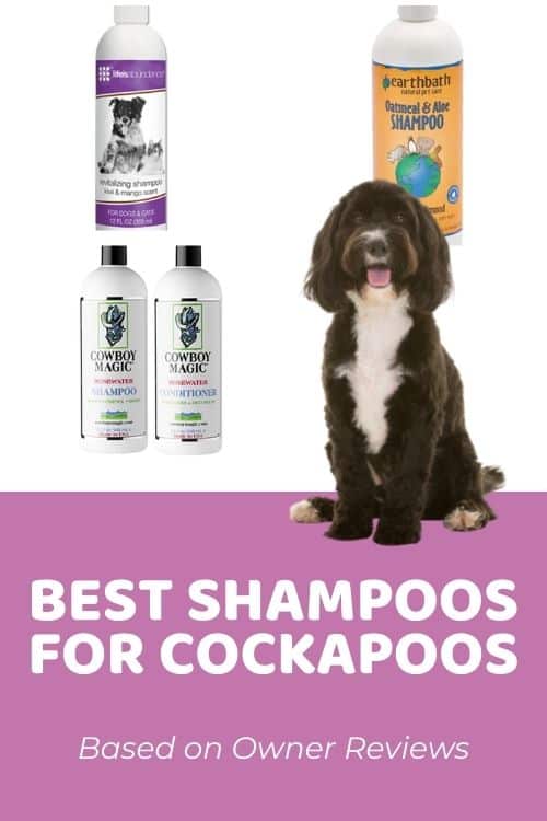 Best Shampoo for Cockapoo Based on Owner Reviews