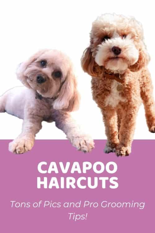 Cavapoo Haircuts Tons of Pics and Pro Grooming Tips