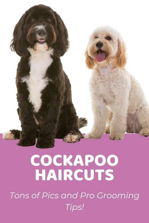 Cockapoo Haircuts Tons of Pics and Pro Grooming Tips