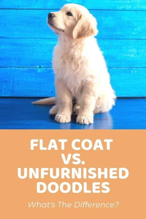 Flat Coat Goldendoodle vs Unfurnished What's The Difference