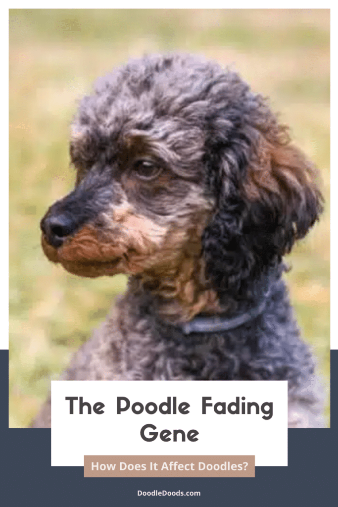 The Poodle Fading Gene