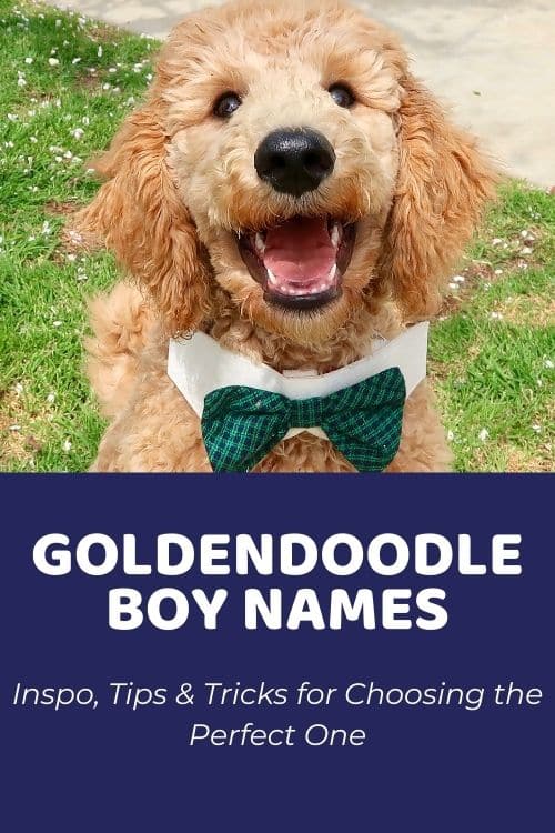 Goldendoodle Boy Names Inspo, Tips & Tricks for Choosing the Perfect One