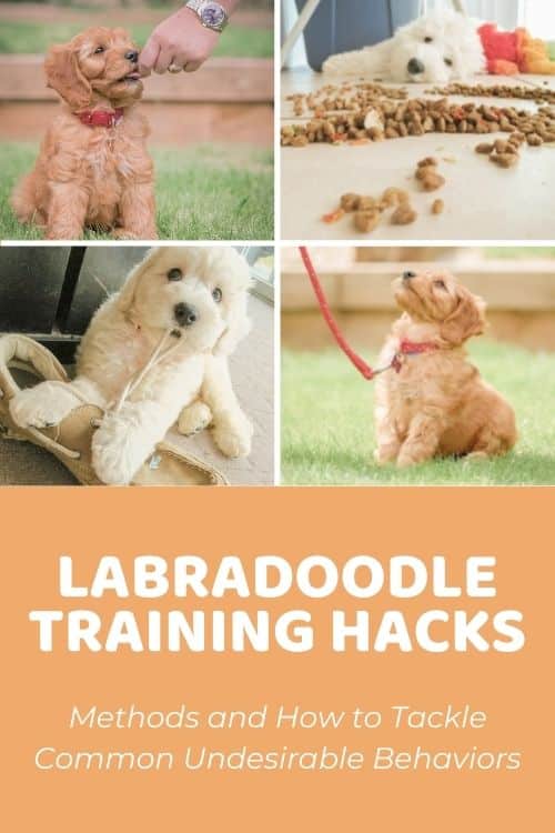 Labradoodle Training Hacks Teaching Your Puppy the Right Way to Behave