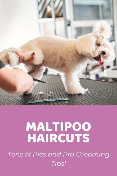 Maltipoo Haircuts Tons of Pics and Pro Grooming Tips