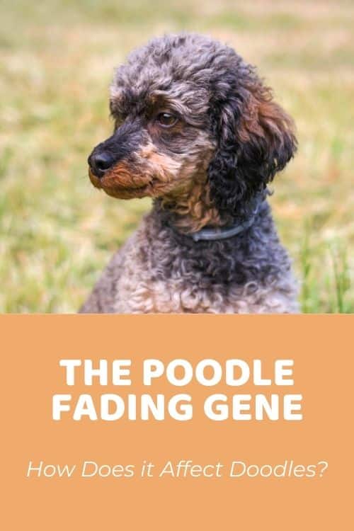 The Poodle Fading Gene How Does it Affect Doodles