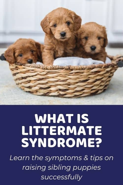 What Is Littermate Syndrome In Dogs
