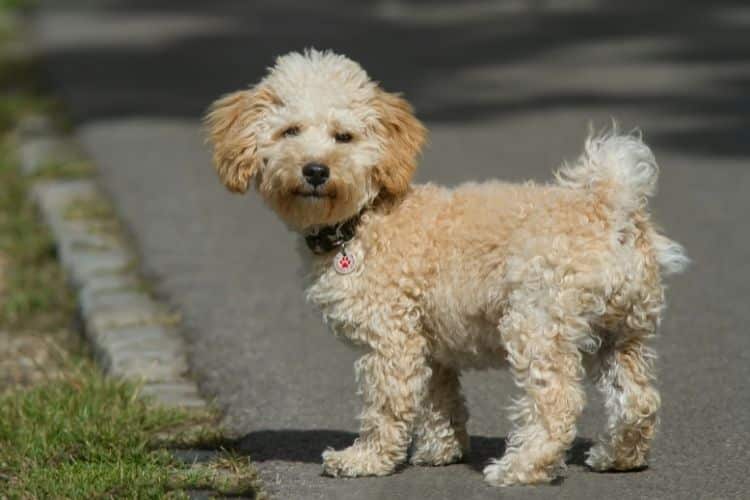 Cavapoo with curly coat