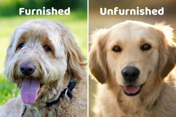 What Is A Fully Furnished Dog