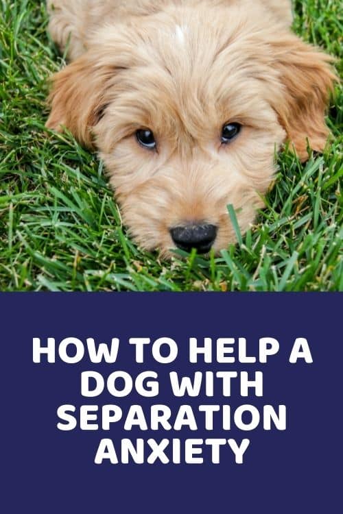 how to help a dog with separation anxiety