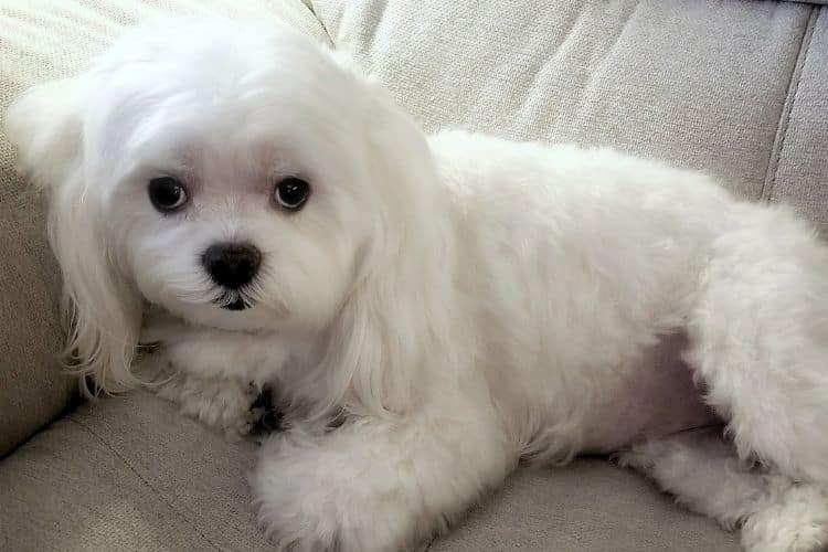 Top Maltipoo Haircuts (With Pictures) & DIY Grooming Tips - Doodle Doods