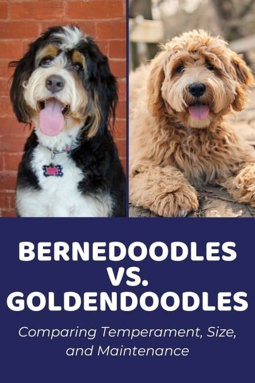 Bernedoodle vs Goldendoodle Which One Is Right for You