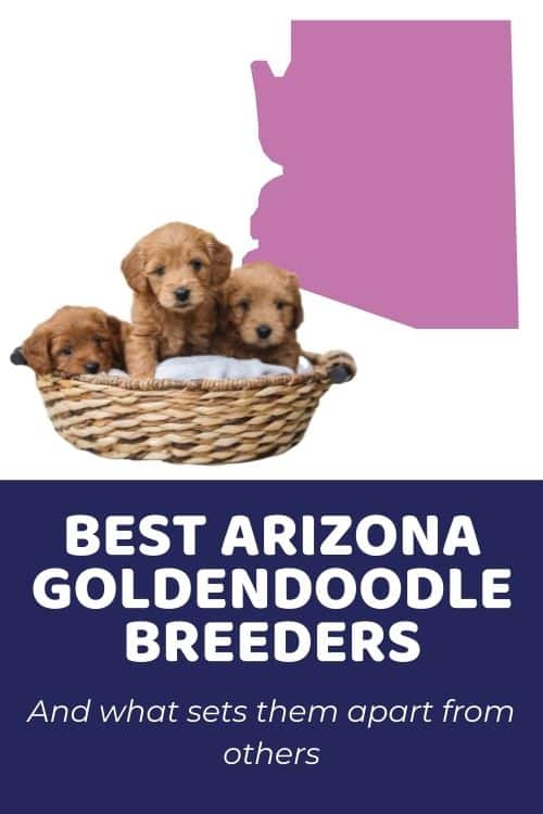 Best Goldendoodle Breeders In AZ (Arizona)