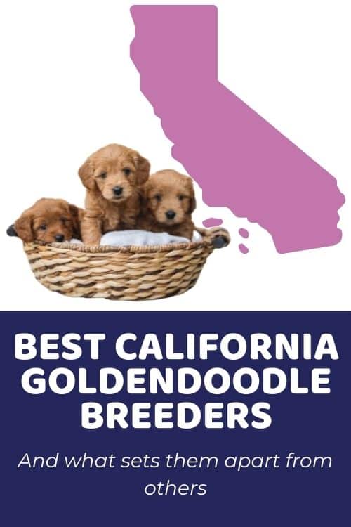 Best Goldendoodle Breeders In California