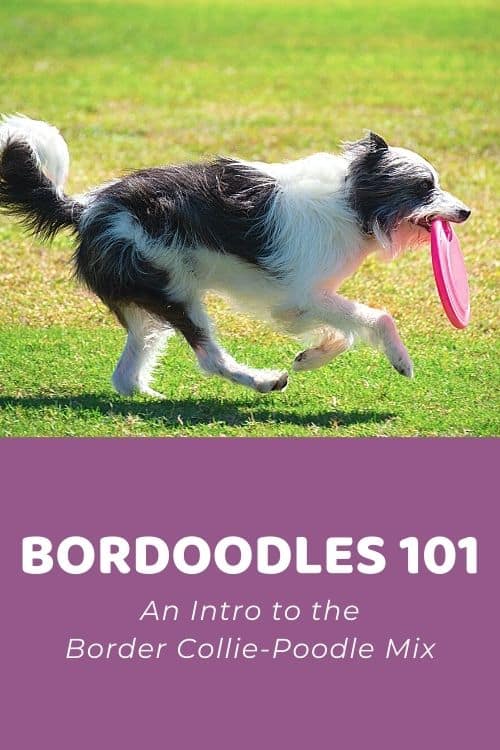Bordoodle 101 An Intro to the Border Collie-Poodle Mix