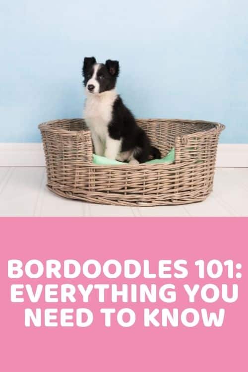 Bordoodle 101 Everything You Need To Know