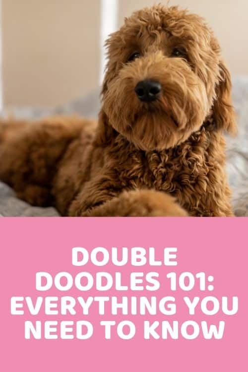 Double Doodles 101 Everything You Need To Know