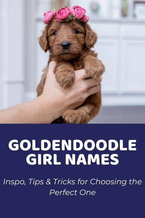 Goldendoodle Girl Names Inspo, Tips & Tricks for Choosing the Perfect OneGoldendoodle Girl Names Inspo, Tips & Tricks for Choosing the Perfect One