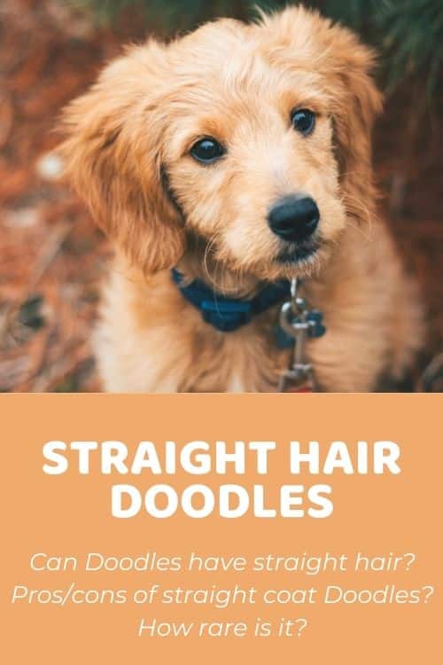 Goldendoodle Straight Hair Facts & Information