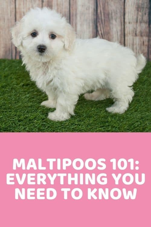 Maltipoo 101 Everything You Need To Know
