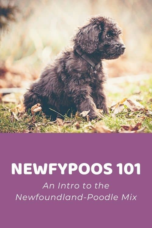 Newfypoo 101 An Intro to the Newfoundland-Poodle Mix