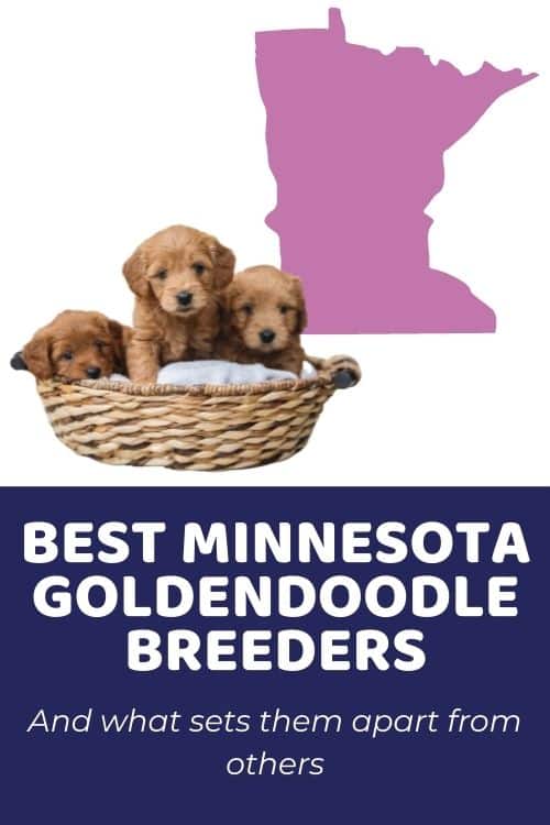 Top Breeders of Goldendoodle Puppies in Minnesota