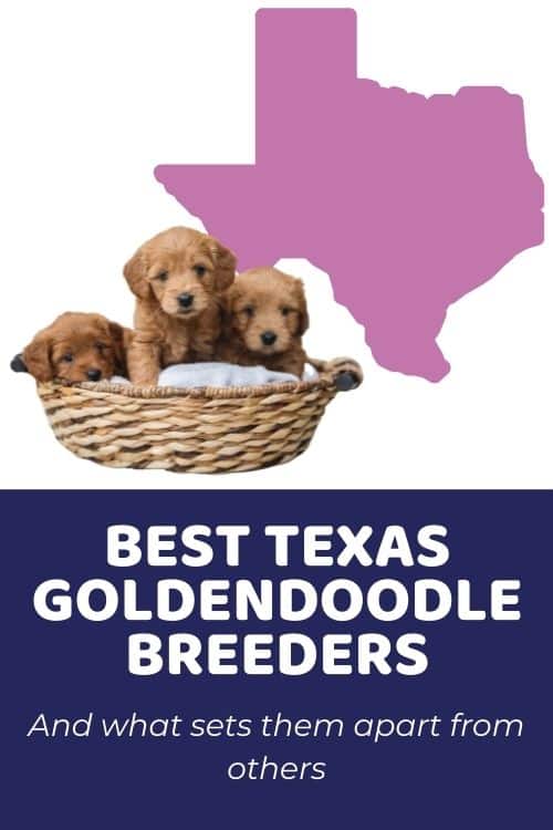 7 Top Goldendoodle Breeders in Texas