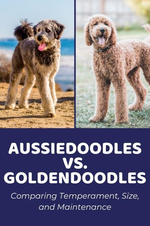 Aussiedoodle vs Goldendoodle Comparing Temperament, Size, and Maintenance