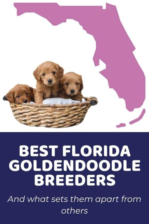 Best Goldendoodle Breeders In Florida