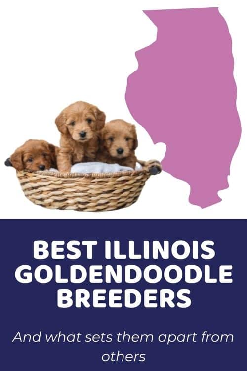 Best Goldendoodle Breeders In Illinois